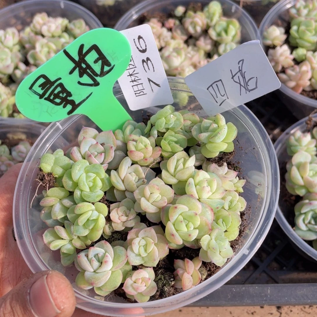 量拍多肉植物多肉植物736