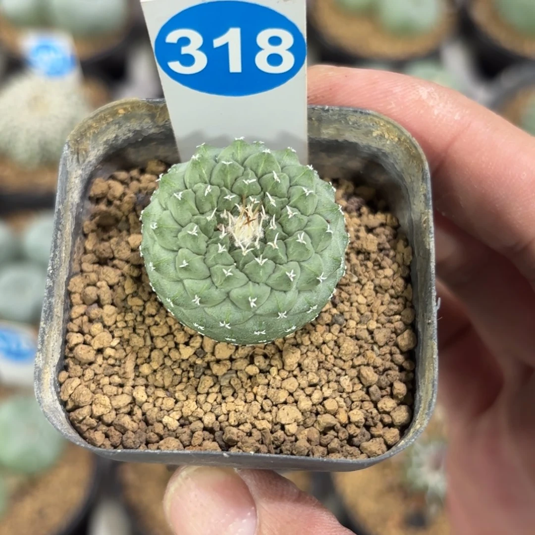 318实生菊水带盆带土发货