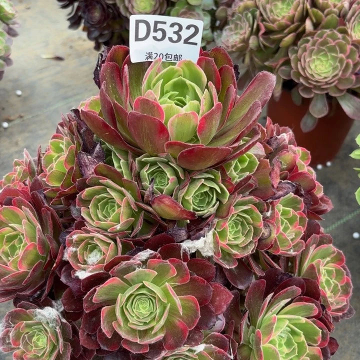 瑞妈多肉植物532