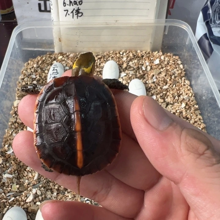 豪***_母绿毛龟我也想要这样一款