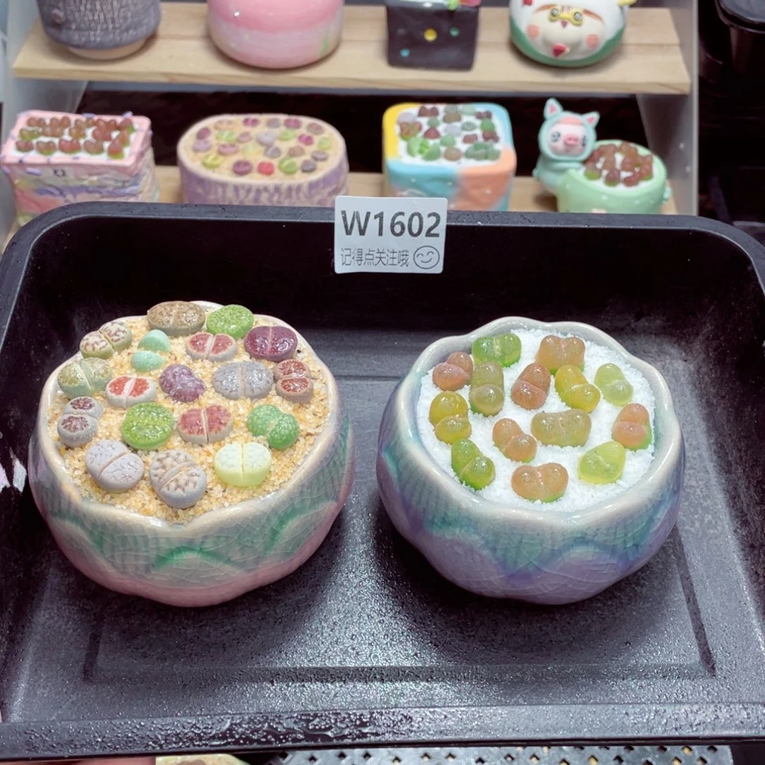 w1602 带盆土发货一物一拍