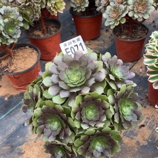 071万圣节不包断枝