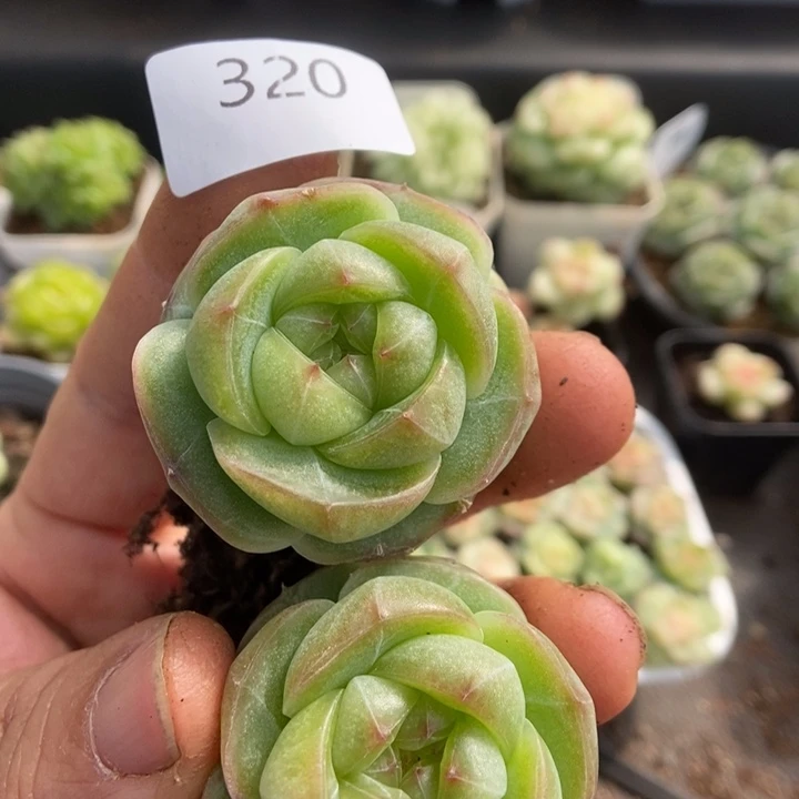 一物一拍一物一拍1113-320