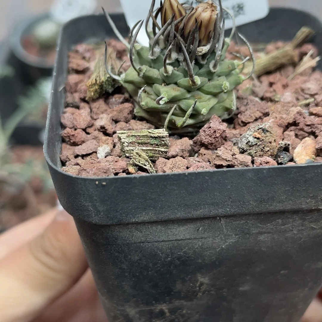 186娇丽仙人球植物