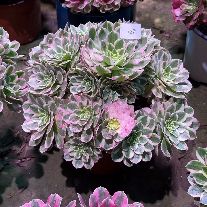 多肉植物海王00188