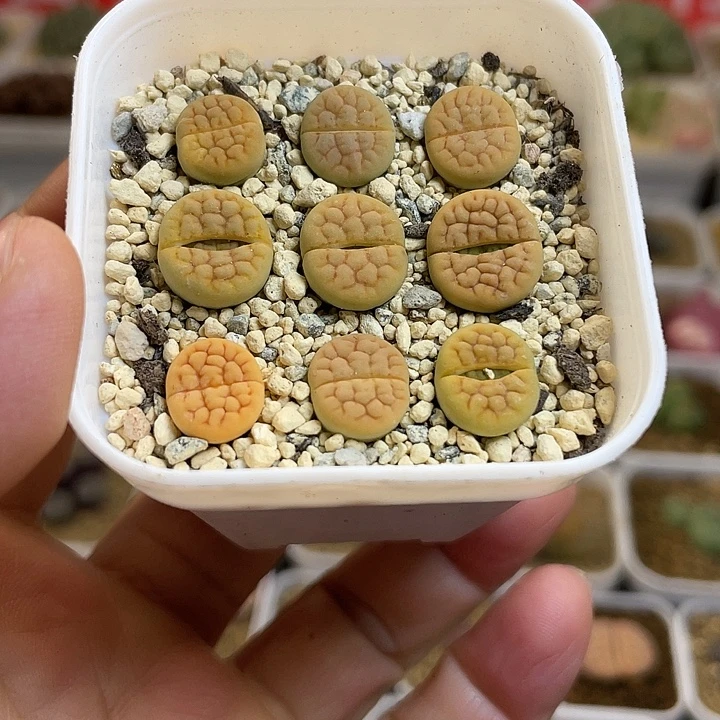 佳人园艺多肉生石花富贵401