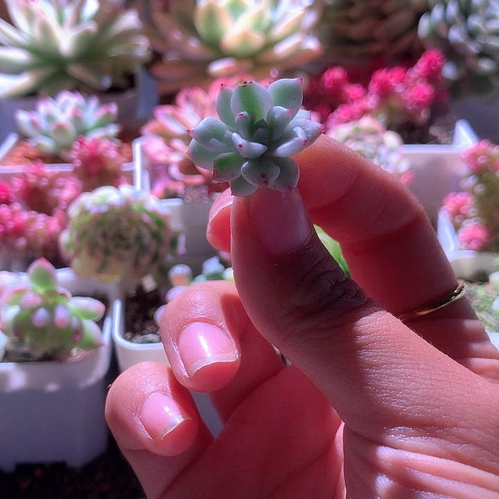 有单拍覆轮锦魅爪有杆子