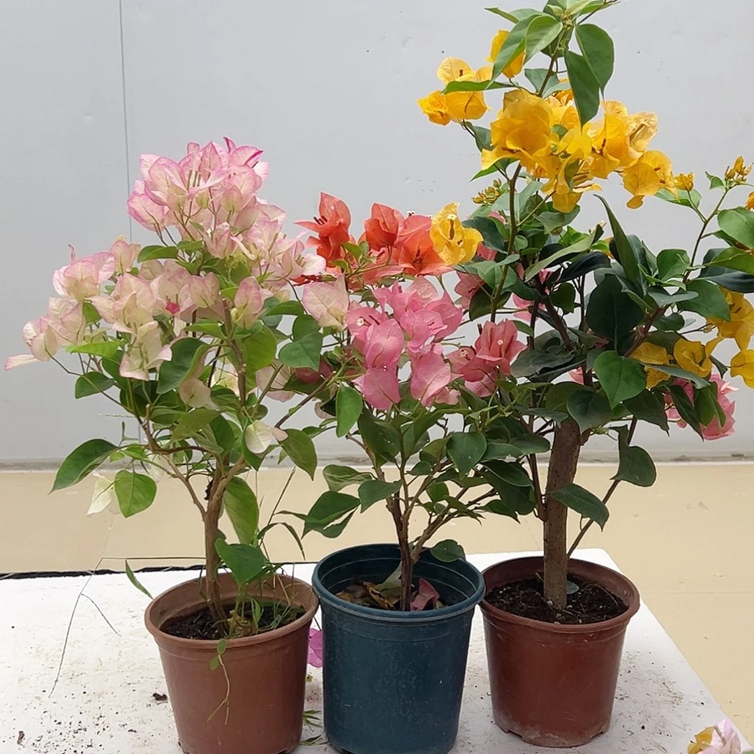 大部分花苞少量开放五宝，不甜西瓜，加州黄组合