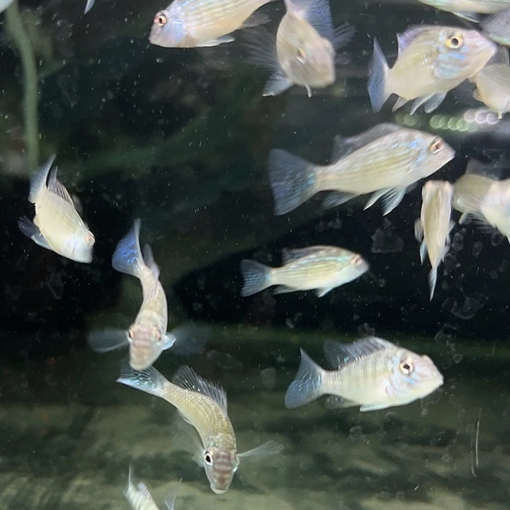 慈鲷福利4+蓝颊马面2只