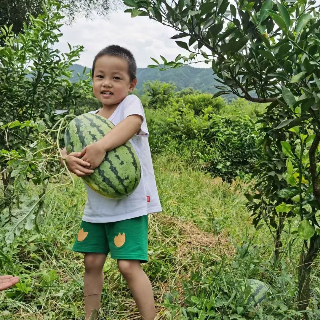 桂林高山西瓜当季新鲜皮薄肉厚脆甜爆汁