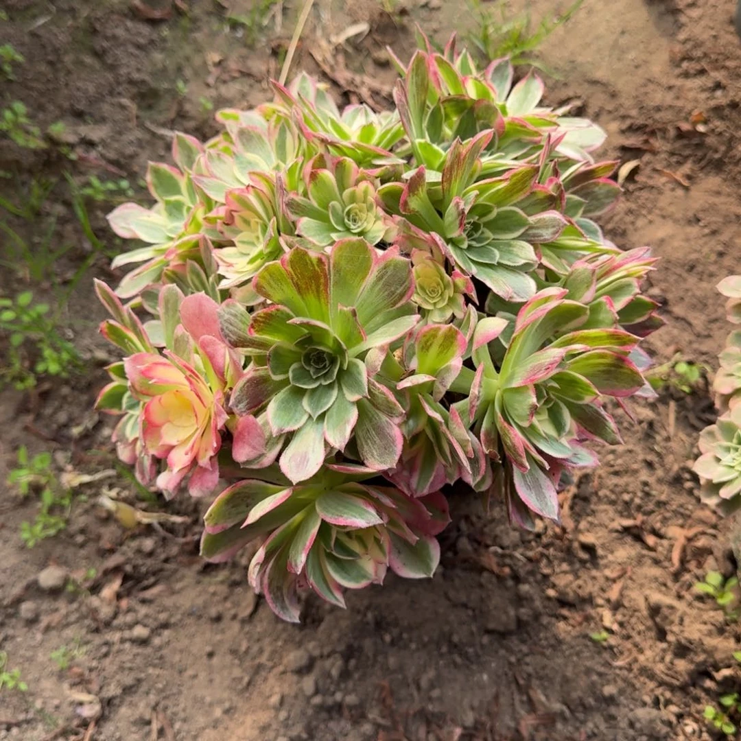 18-11法师海仙2647