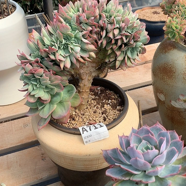 霞光缀化 非偏远38包邮 节后发