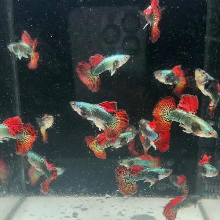 180度大背红龙孔雀鱼