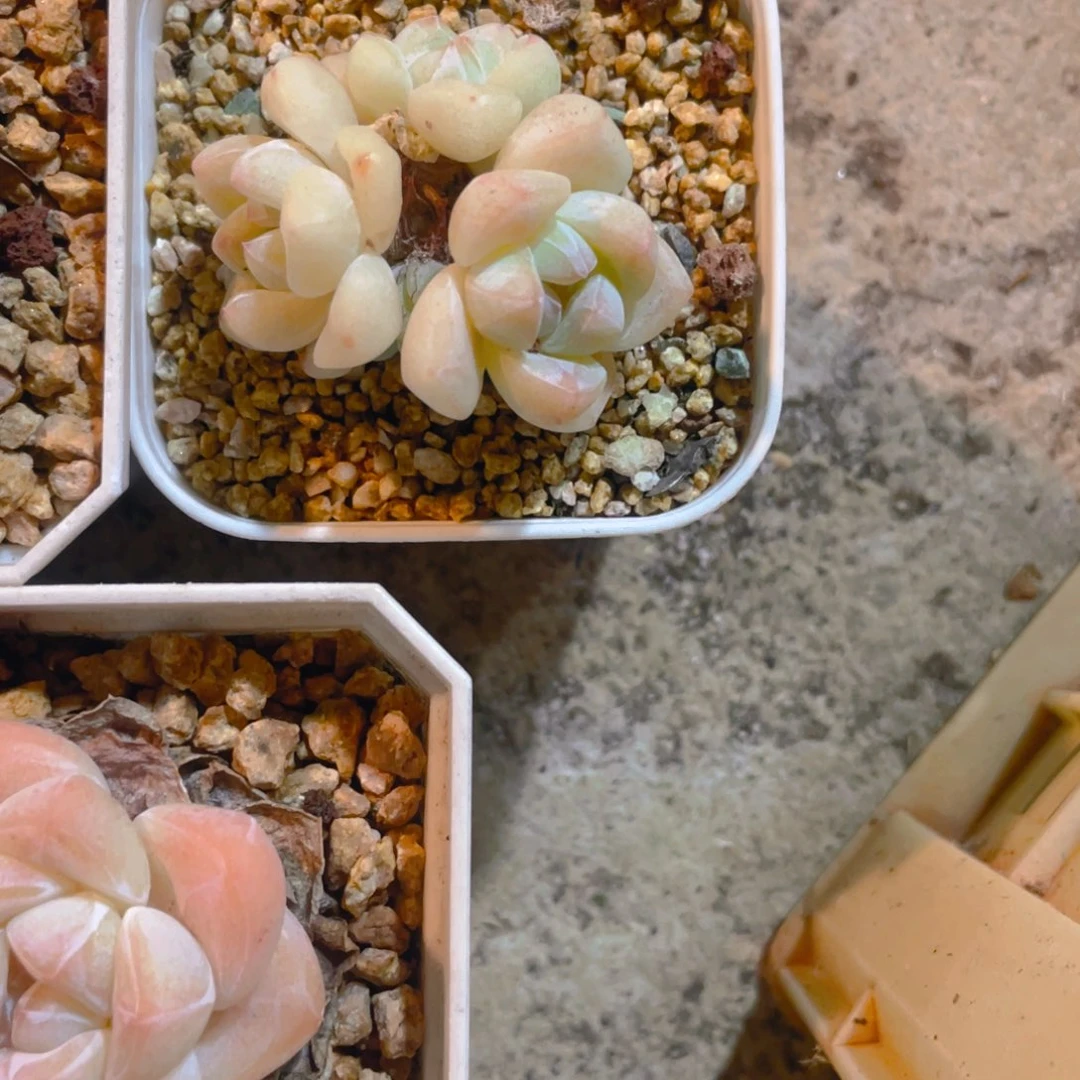 W***w冰玉多肉植物一棵