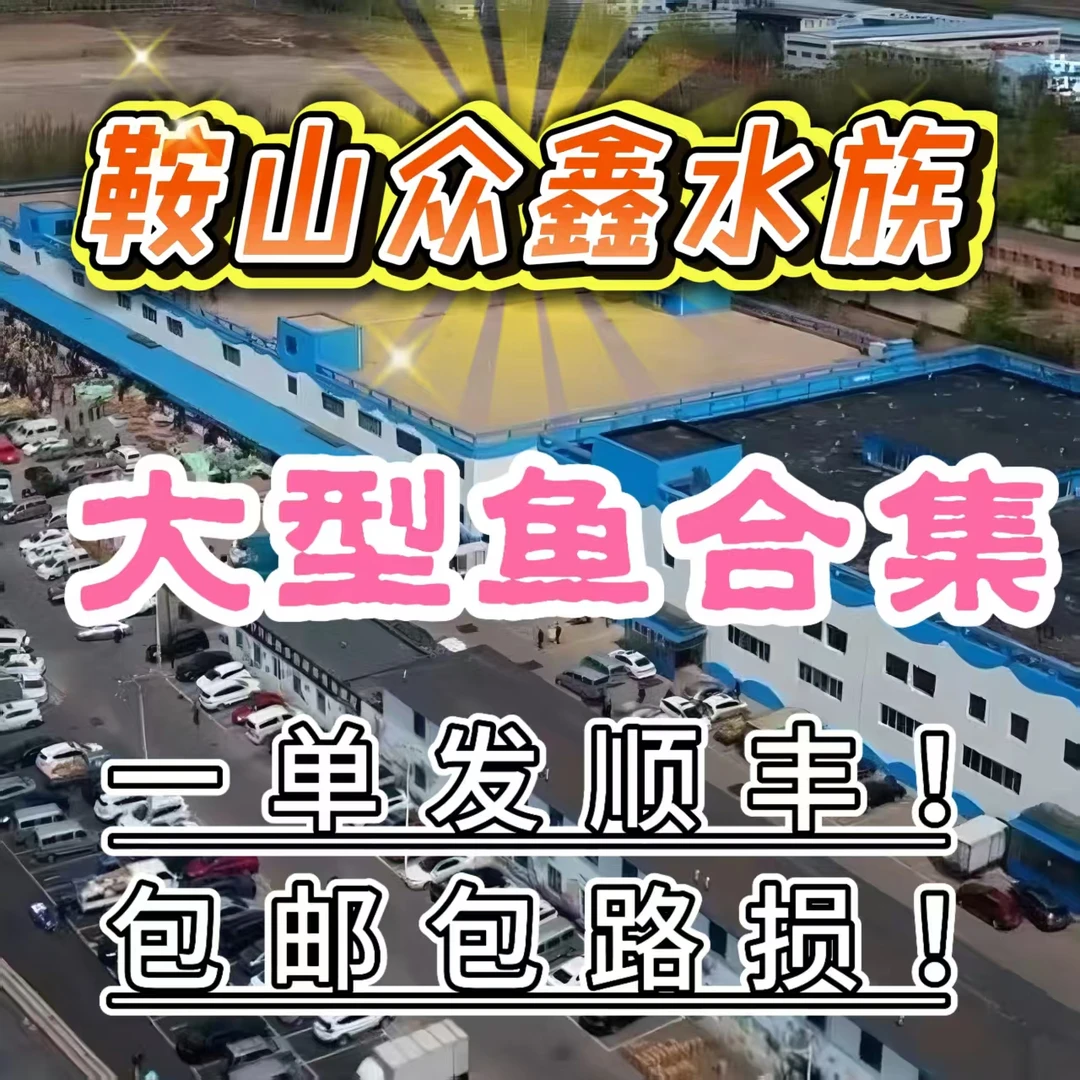 众鑫水族 大型鱼合集 链接（发货仅限辽宁省内）