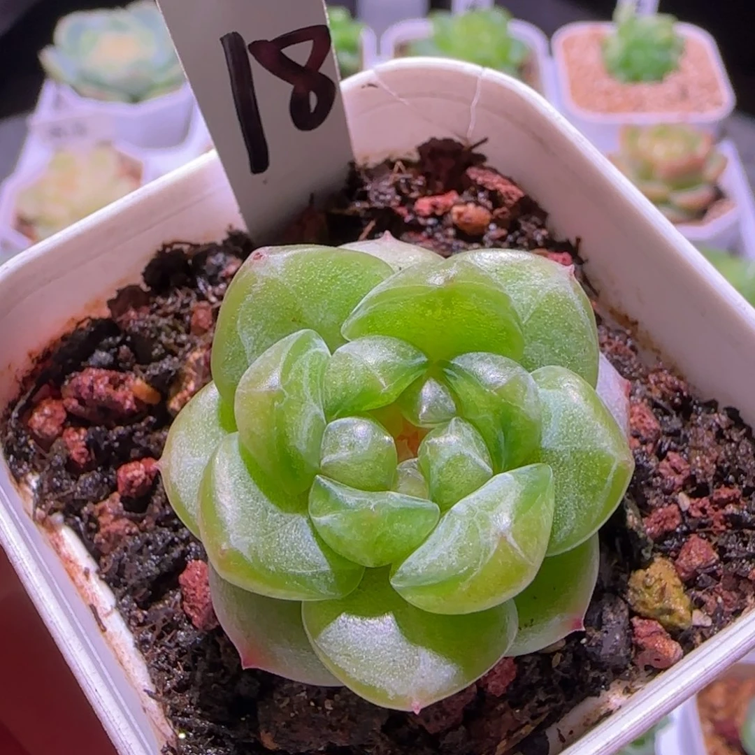 珍妮糖心，多肉植物
