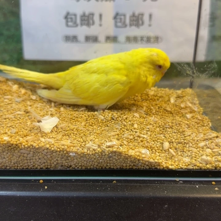 虎皮鹦鹉大头虎皮鹦鹉