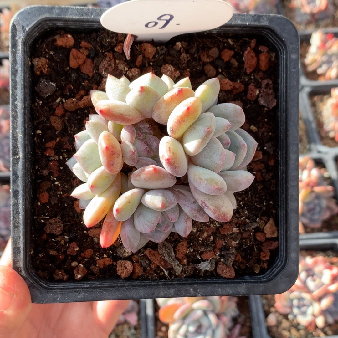 09号 星影石榴籽紫心 特价