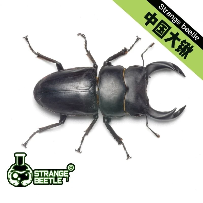 中国大锹形虫甲虫锹甲送全套饲养套餐