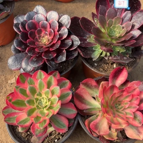 867多肉植物组合