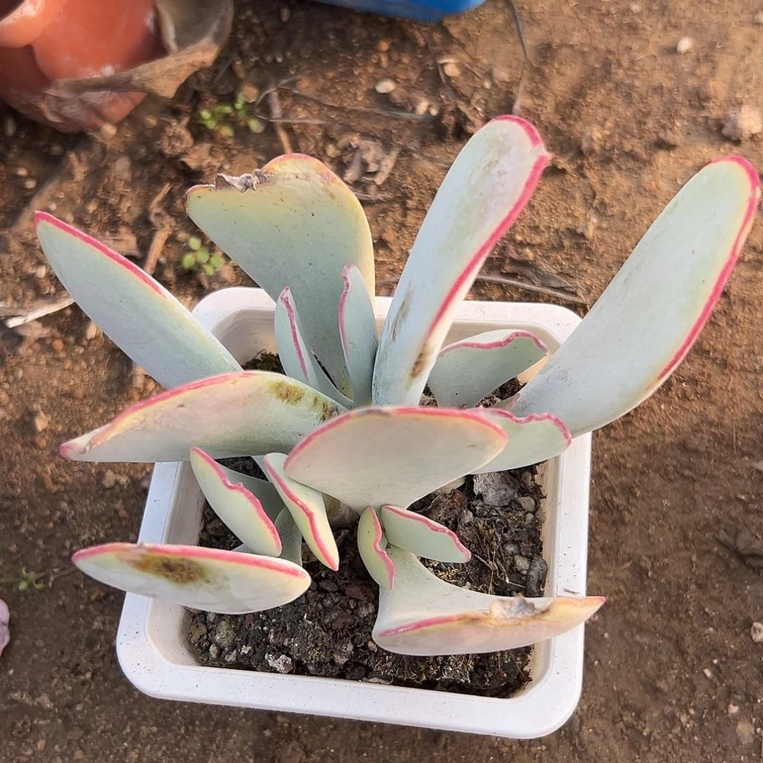 多肉植物白眉群生