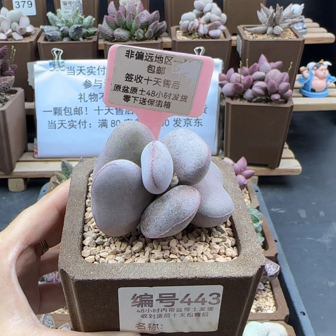 443白肌红蛋微瑕多肉植物