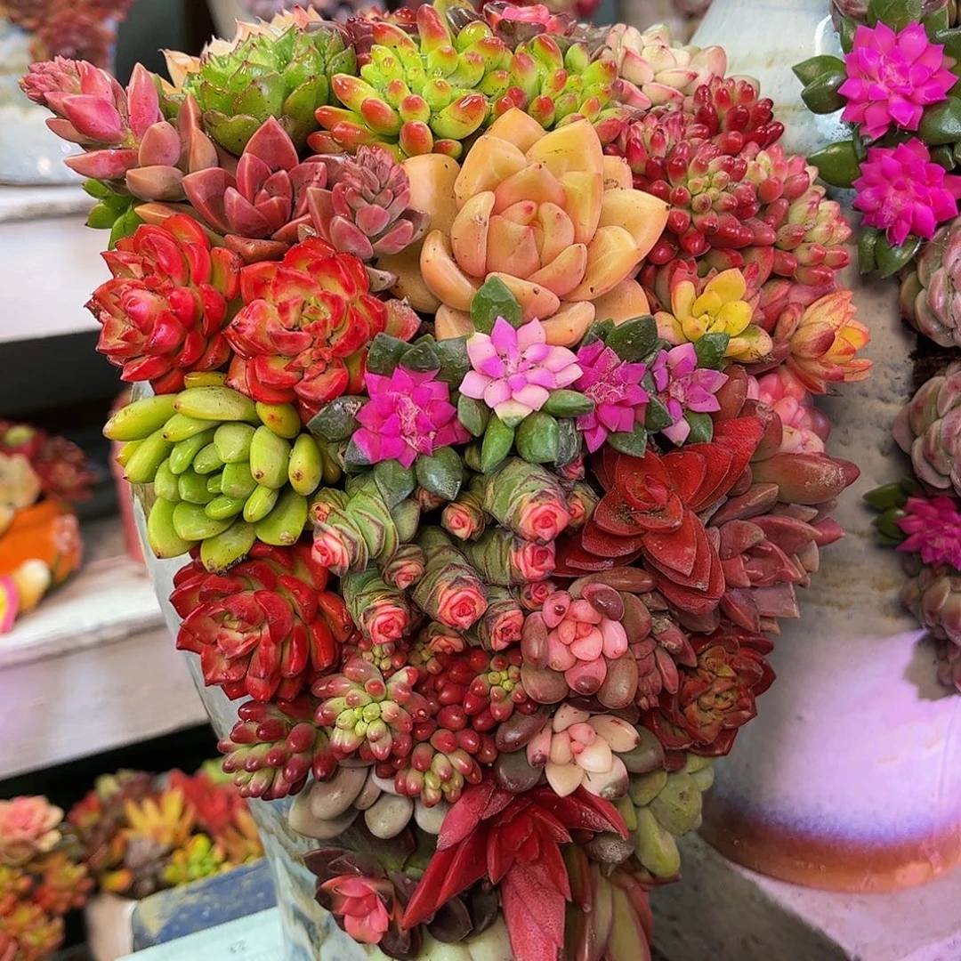 成品多肉盆景一体发货