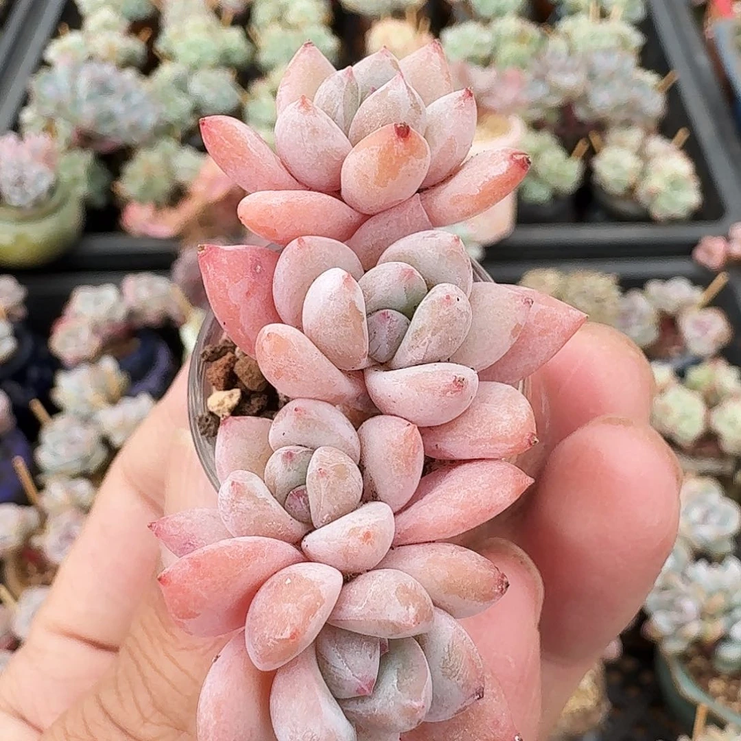 星星雪朵朵老桩多肉