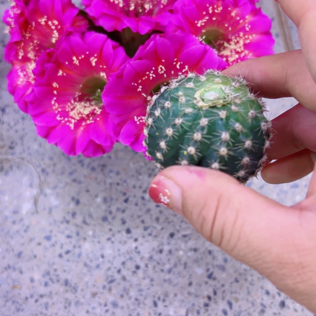 下59彩草A79玫瑰歪无根侧芽3一4公分左右20包邮