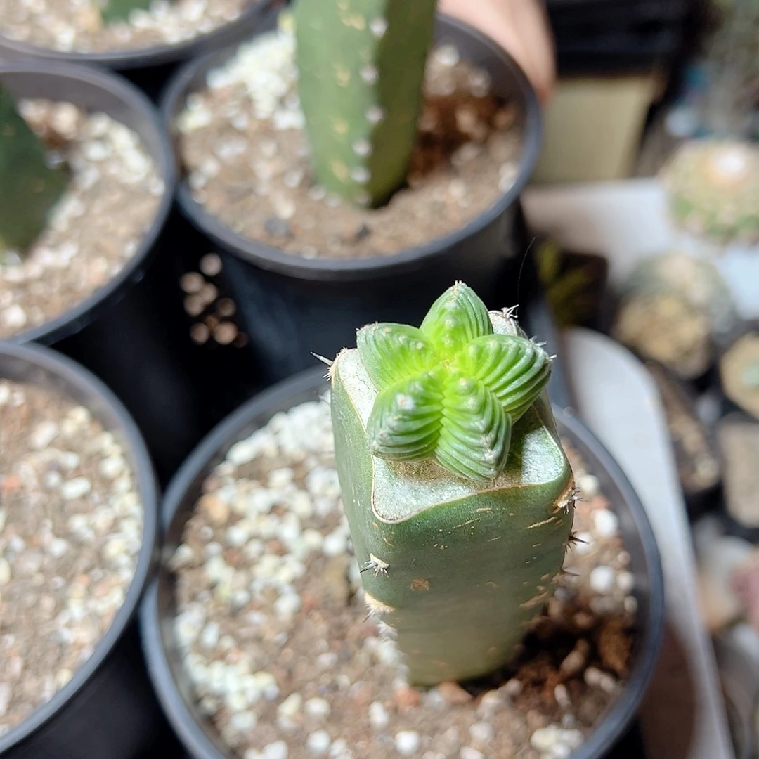 五星花笼带柱2.5公分