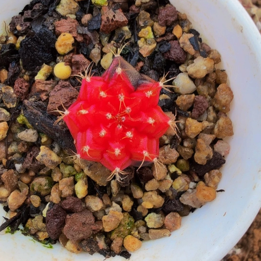 当前无花朵，栽培后可花朵