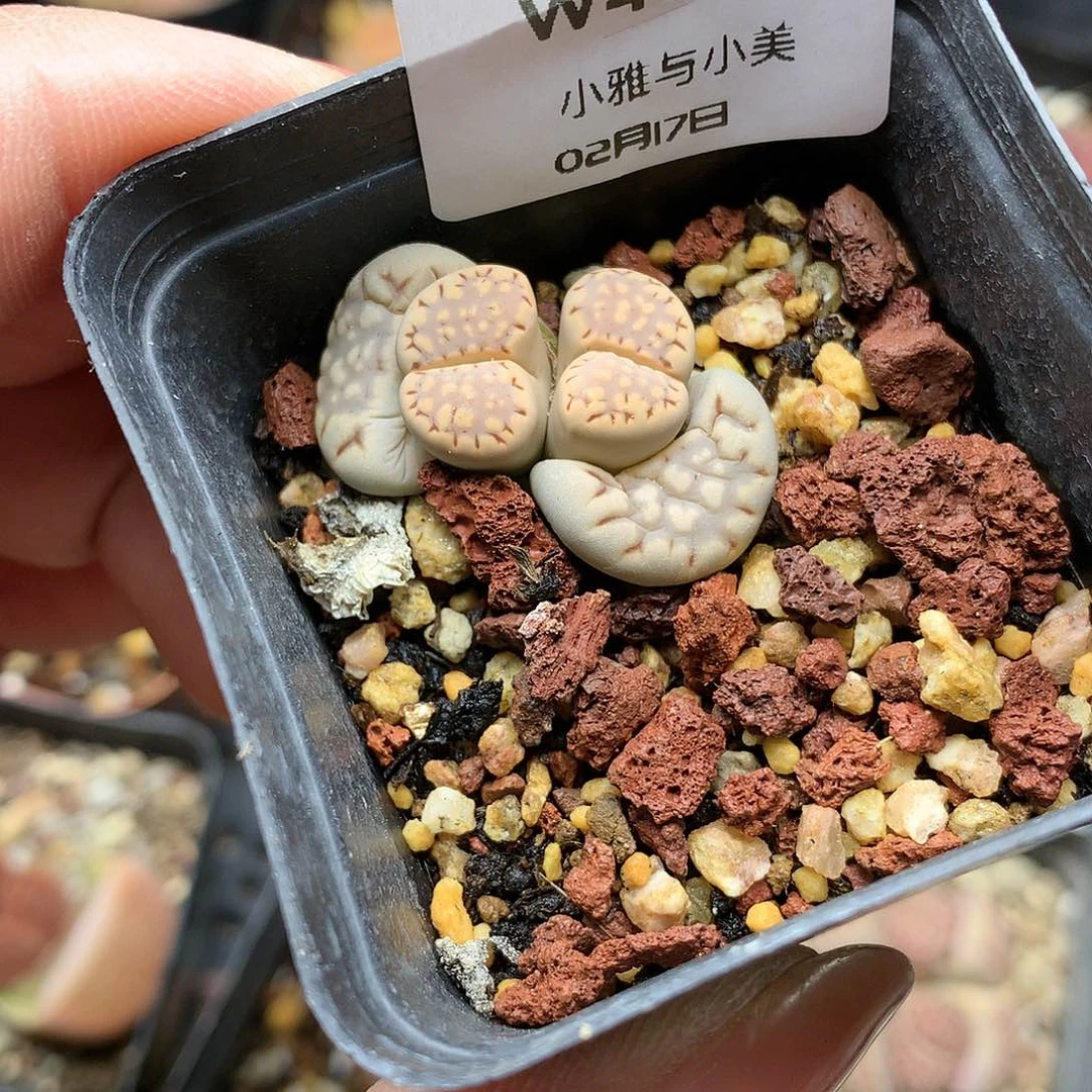 W458多肉植物保护研究所