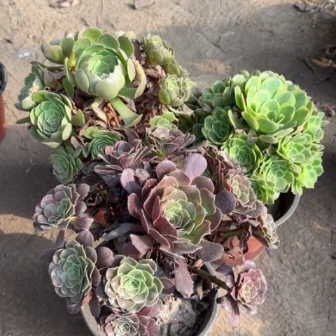 821多肉植物组合，