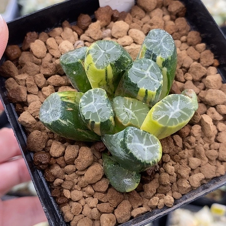 202实生万象锦一物一拍