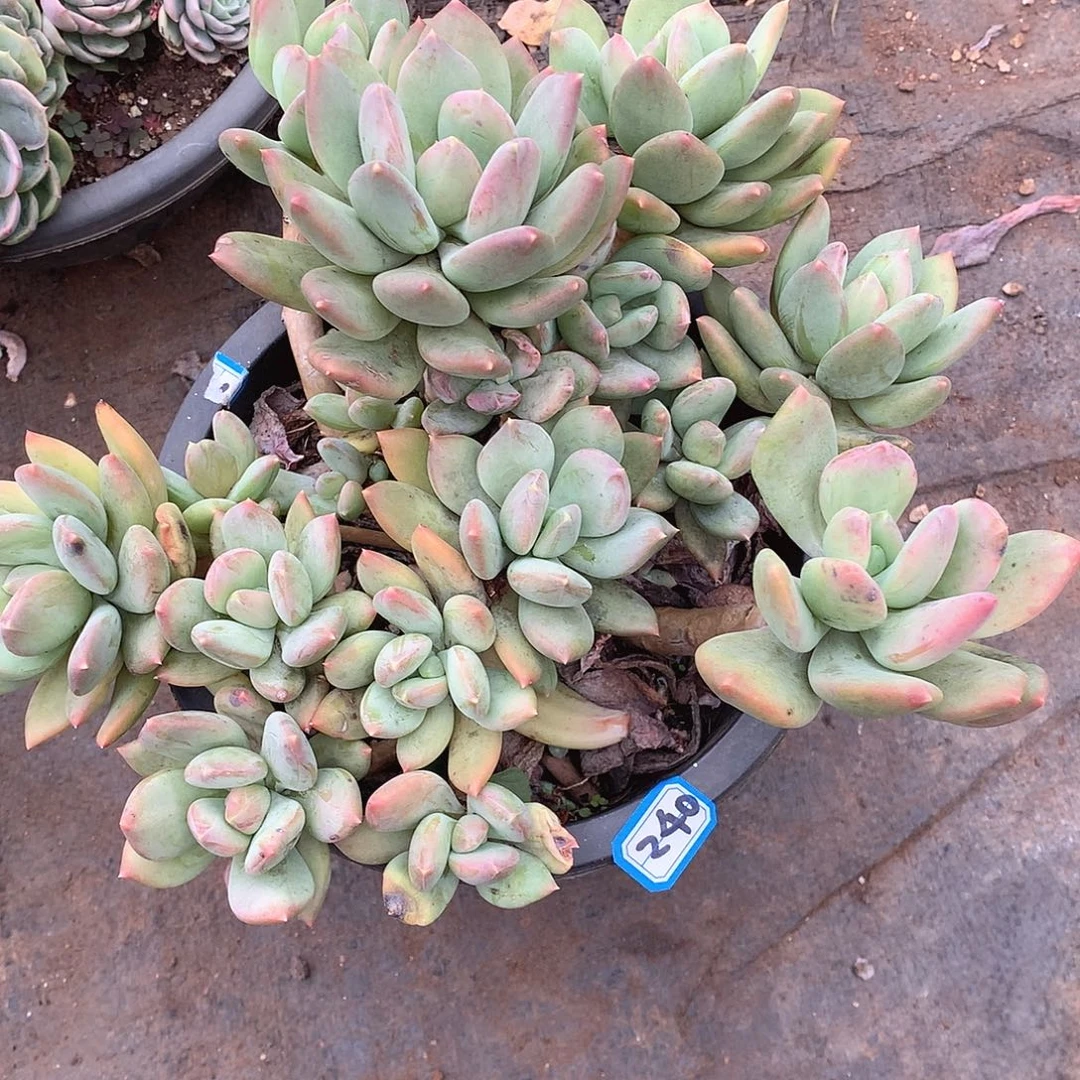 240海洋之星一物一拍多肉