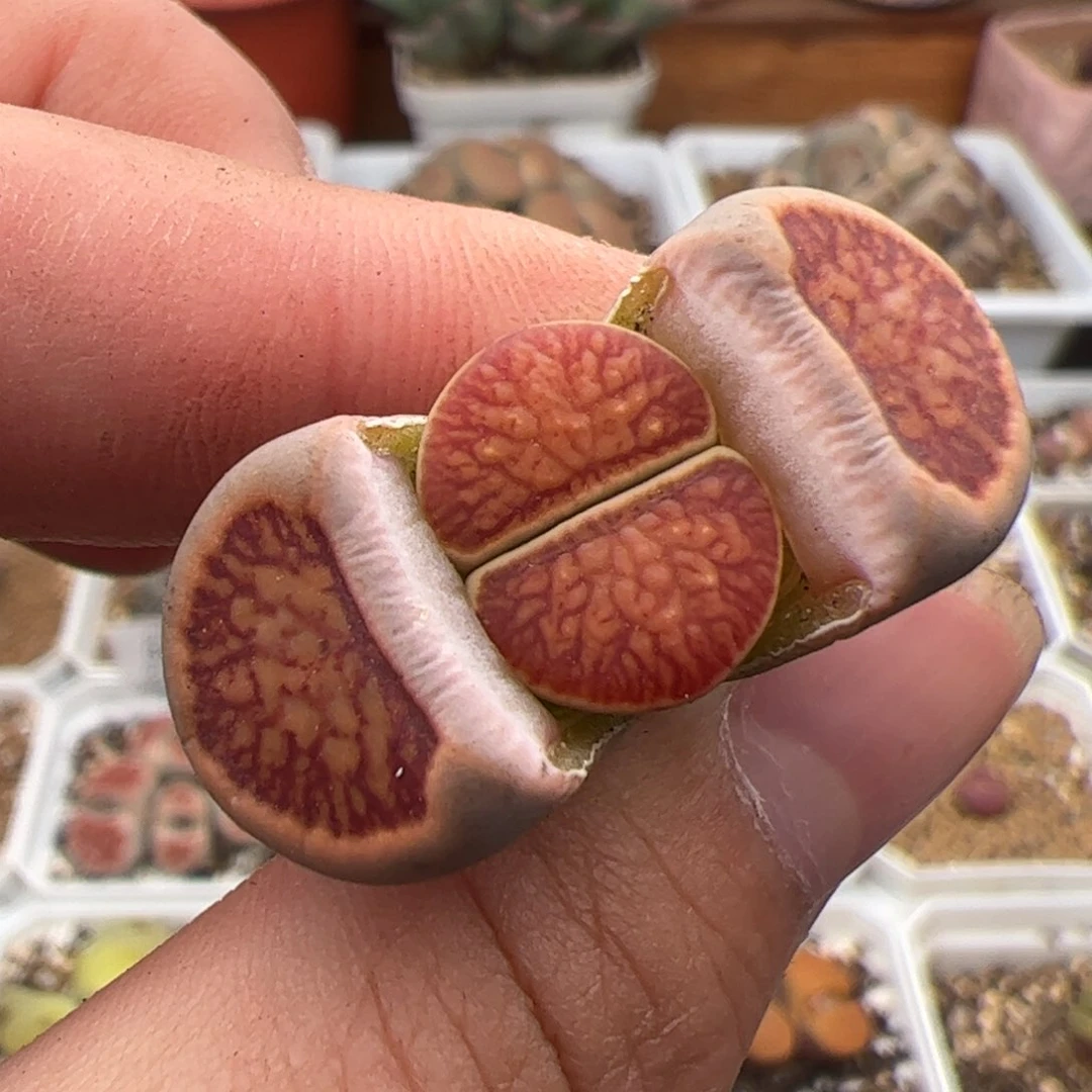 0659号菊 多肉植物