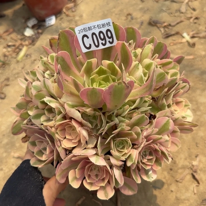 女巫……多肉植物……