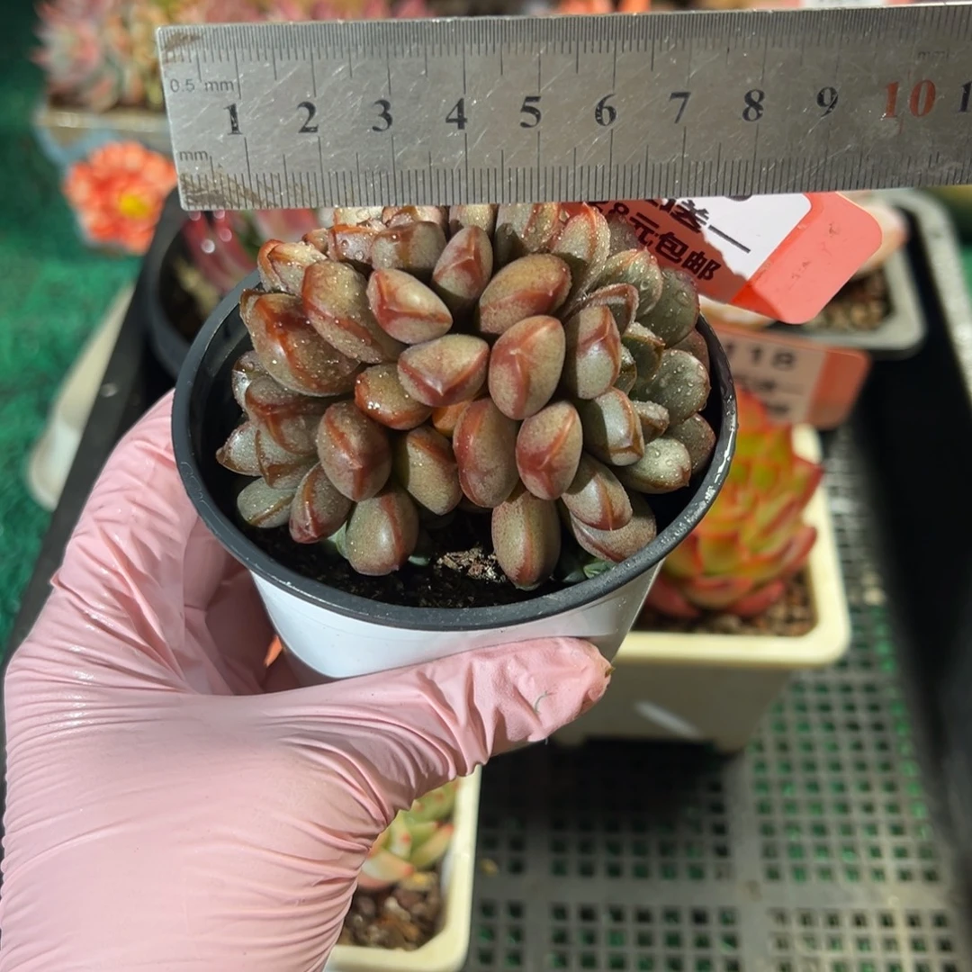 表妹精品多肉植物120.
