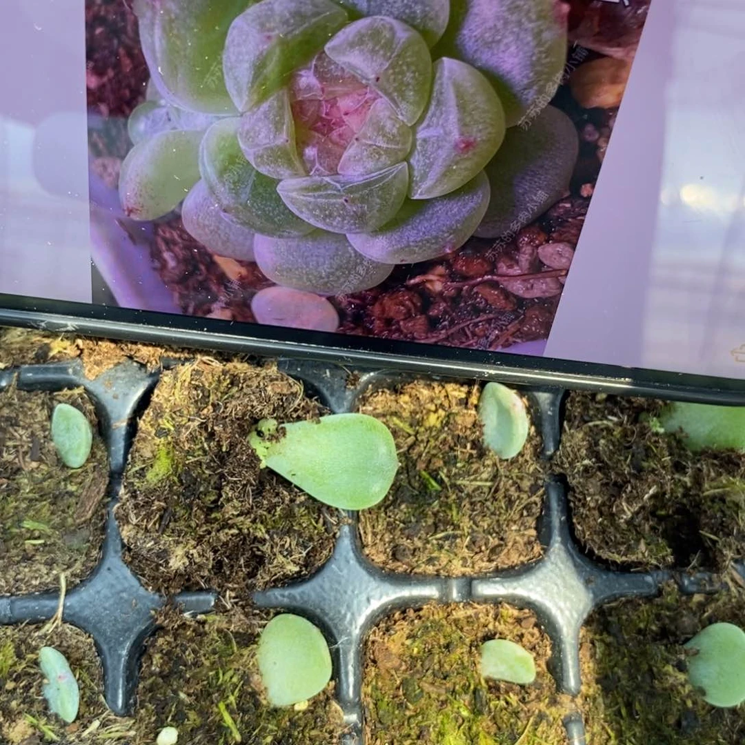 穴盘财富8芽苗一个多肉