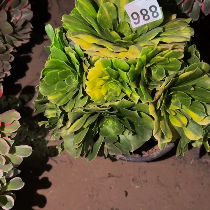 886七彩多肉植物不售后