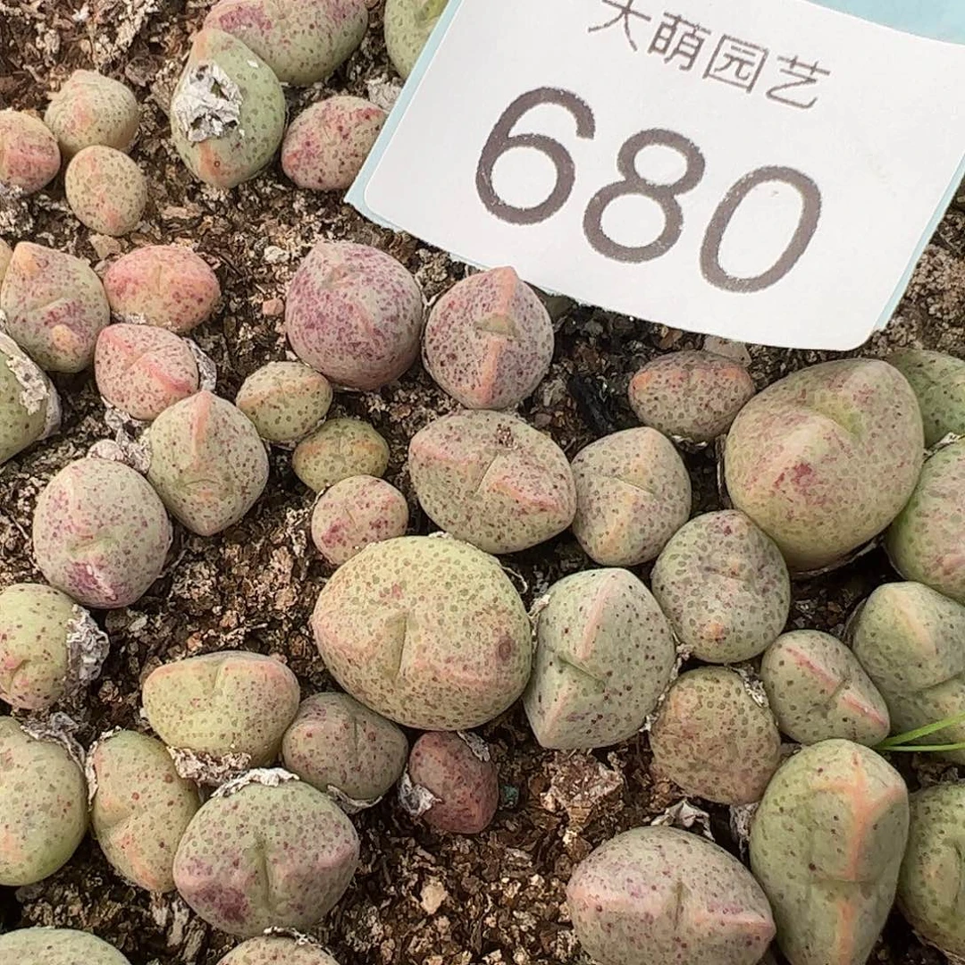 0000680量拍紫式部小饺子5颗