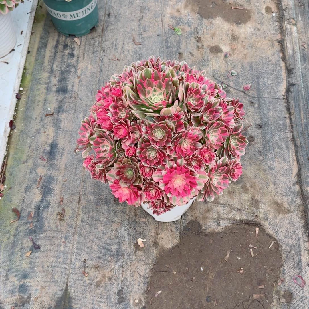钱***多男神，多肉植物生长速度