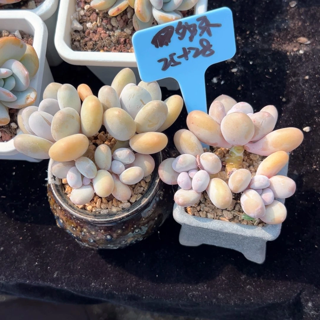 无花朵多****怪1111111111111111111