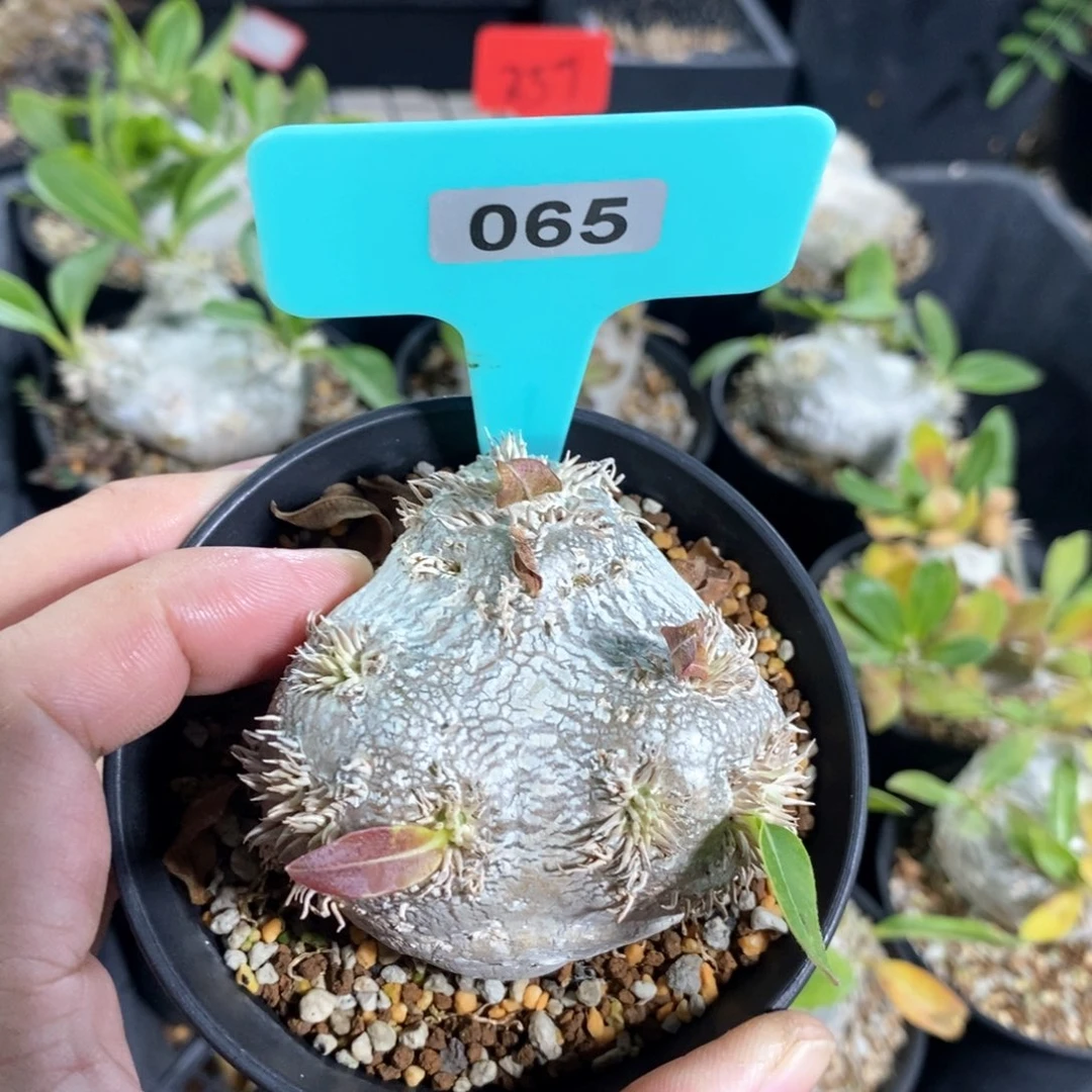 慧比须笑多肉植物