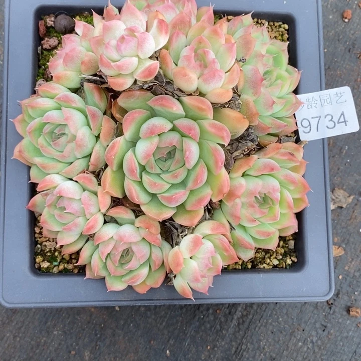 A***9734杂交老桩多肉，13厘米