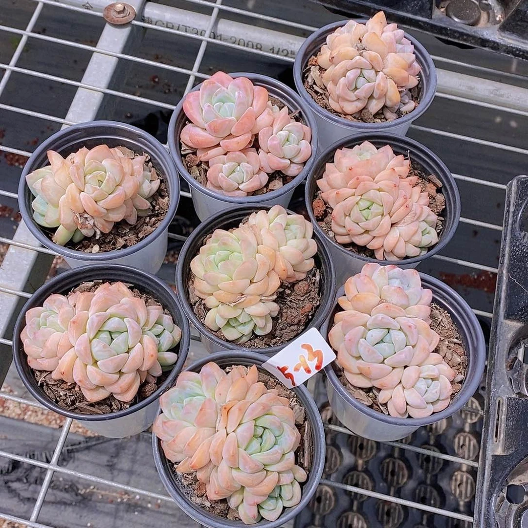 5-13- 冰橙群母本福利一颗 量拍