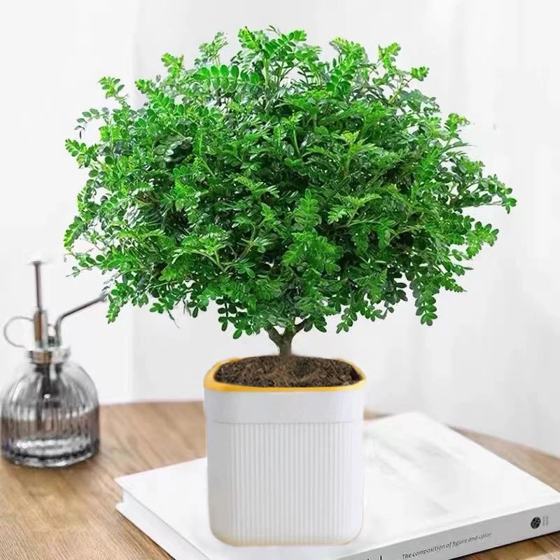 清香胡椒木绿植盆栽室内驱蚊子客厅四季常青办公桌微景观花卉绿植