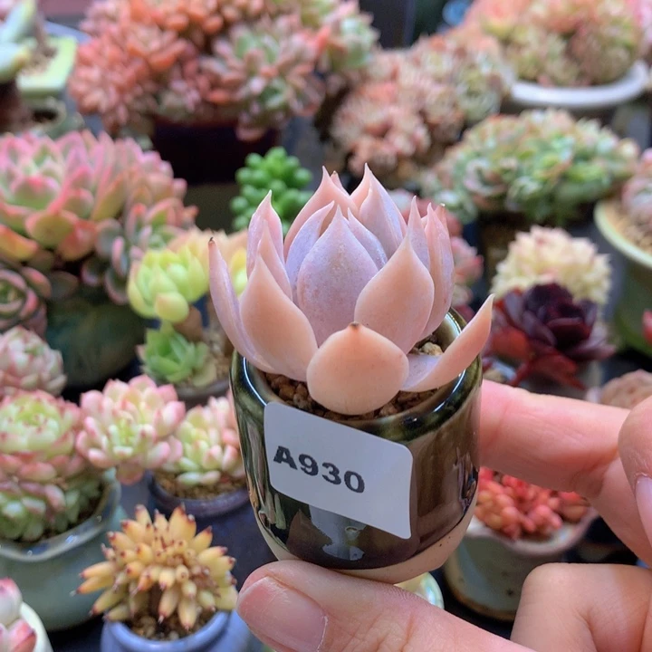 一物一拍含盆土满38包邮A930