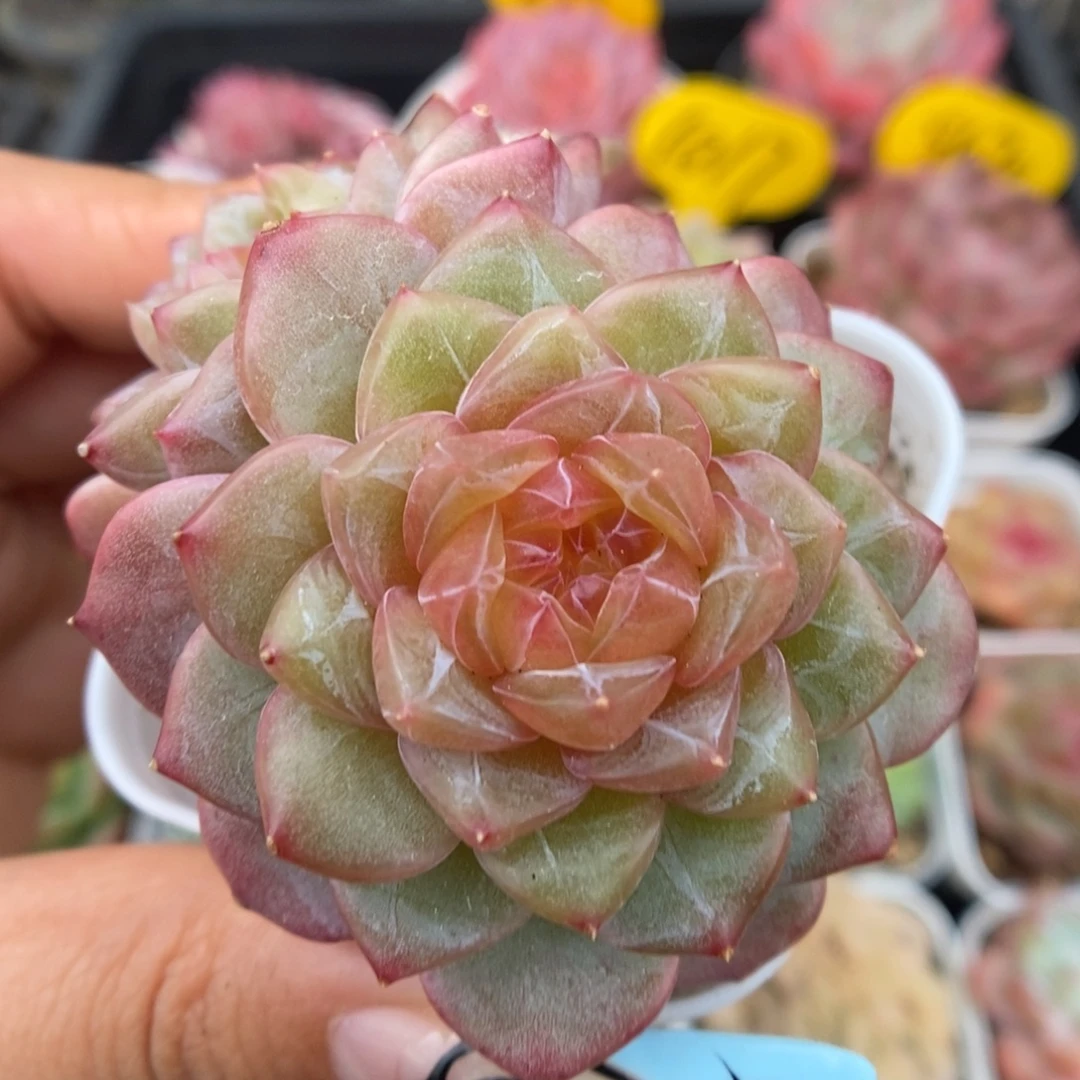 钻心珍妮可拍5178号