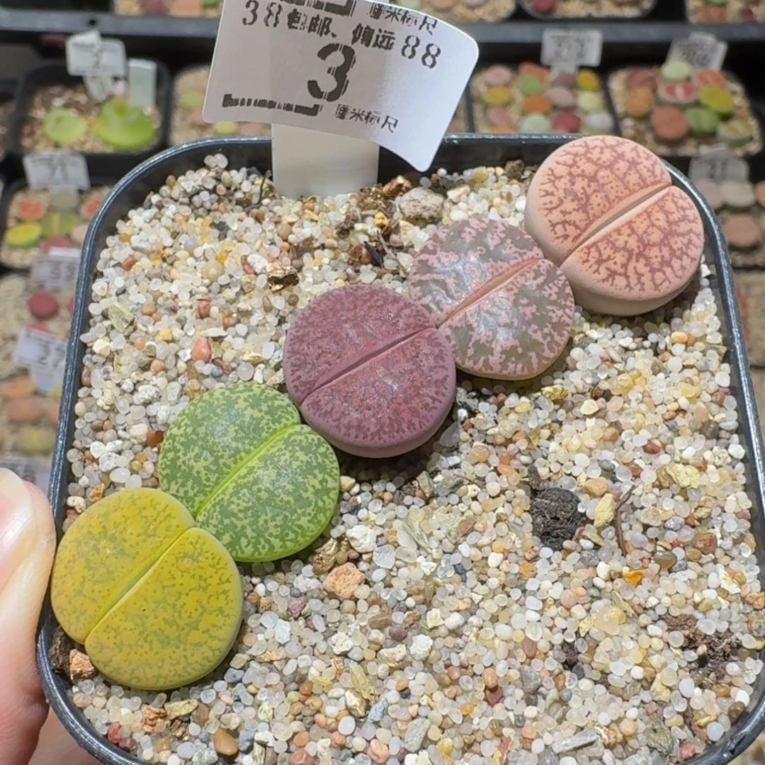 Ssss精品生石花3一箭